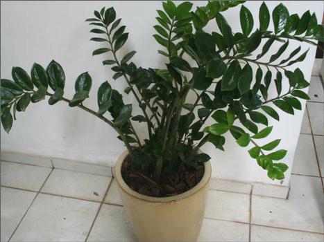 Plantas ajudam na decora��o da casa: vaso em cer�mica vietnamita com Zamioculcas. - Gladyston Rodrigues/AOCUBO FILMES