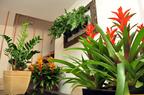 Plantas dentro de casa (Plantas dentro de casa)
