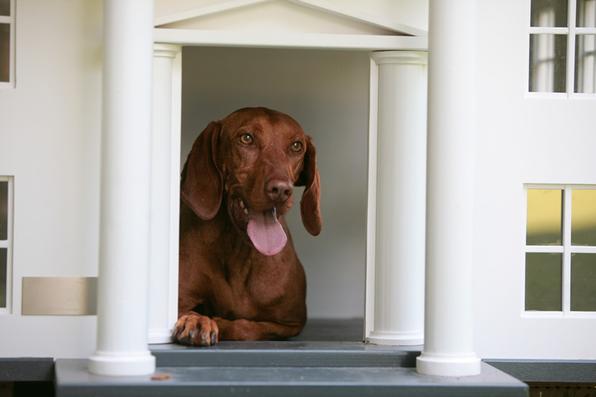 A empresa alemã Best Friend's Home criou casas de cachorro que lembram belas mansões em miniatura. Para quem gosta de cães e design, as casinhas oferecem a oportunidade de levar o bom da arquitetura para esses amigos fiéis. Na foto, o modelo Alabama   - Best Friend's Home/Divulgação