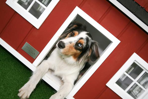 A empresa alemã Best Friend's Home criou casas de cachorro que lembram belas mansões em miniatura. Para quem gosta de cães e design, as casinhas oferecem a oportunidade de levar o bom da arquitetura para esses amigos fiéis. Na foto, o modelo  Lönneberga    - Best Friend's Home/Divulgação