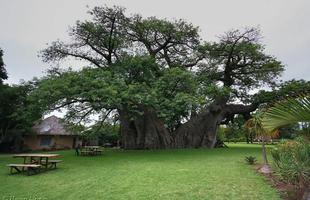 Bar na África do Sul convida a encontrar os amigos dentro de árvore milenar. Pub foi construído no interior do tronco de um baobá de mais de 40 m de circunferência e origem anterior ao nascimento de Cristo