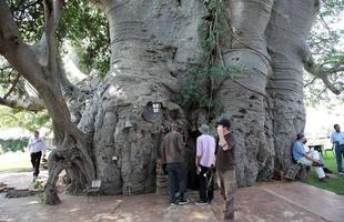 Bar na África do Sul convida a encontrar os amigos dentro de árvore milenar. Pub foi construído no interior do tronco de um baobá de mais de 40 m de circunferência e origem anterior ao nascimento de Cristo