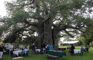 Bar na África do Sul convida a encontrar os amigos dentro de árvore milenar. Pub foi construído no interior do tronco de um baobá de mais de 40 m de circunferência e origem anterior ao nascimento de Cristo