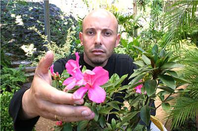 Paisagista Eduardo Souza Rocha Júnior recomenda irrigação diária e adubação trimestral para que a cerca viva mantenha a beleza e ganhe durabilidade - Muda da esponjinha, planta também usada como cerca viva - Sansão-do -campo é uma espécie espinhosa, rústi (Gladyston Rodrigues/Especial para o EM) Paisagista Eduardo Souza Rocha Júnior recomenda irrigação diária e adubação trimestral para que a cerca viva mantenha a beleza e ganhe durabilidade - Muda da esponjinha, planta também usada como cerca viva - Sansão-do -campo é uma espécie espinhosa, rústi (Gladyston Rodrigues/Especial para o EM)