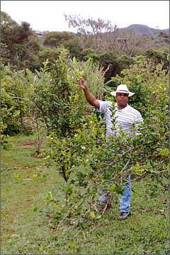 Ambientalista e paisagista Caio Zoza diz que corre��o de nutrientes no solo e aduba��o certa s�o importantes para o bom crescimento das plantas (Arquivo Pessoal)