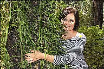 A professora de paisagismo Virgínia Caetano diz que divisória feita com o chorão-ereto, além de bonita garante privacidade entre imóveis, onde não é possível colocar muro (Gladyston Rodrigues/Ao Cubo Filmes) A professora de paisagismo Virgínia Caetano diz que divisória feita com o chorão-ereto, além de bonita garante privacidade entre imóveis, onde não é possível colocar muro (Gladyston Rodrigues/Ao Cubo Filmes)