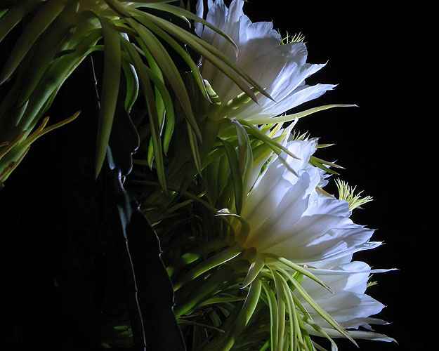 Dama-da-noite pode ser cultivada sob sol pleno ou meia-sombra e não exige regas constantes (Reprodução/Internet/Foto: Claudia Musso) Dama-da-noite pode ser cultivada sob sol pleno ou meia-sombra e não exige regas constantes (Reprodução/Internet/Foto: Claudia Musso)