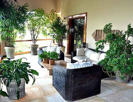 As plantas dentro de casa podem ser uma saída para amenizar o clima (Eduardo Almeida/RA Studio) As plantas dentro de casa podem ser uma saída para amenizar o clima (Eduardo Almeida/RA Studio)