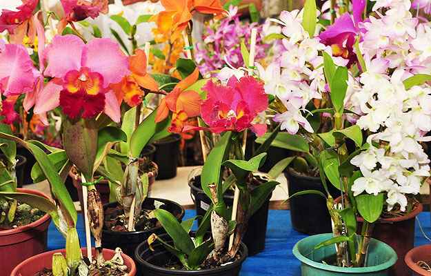 Orquídeas encantam moradores e visitas em qualquer canto da casa - Lugar  Certo