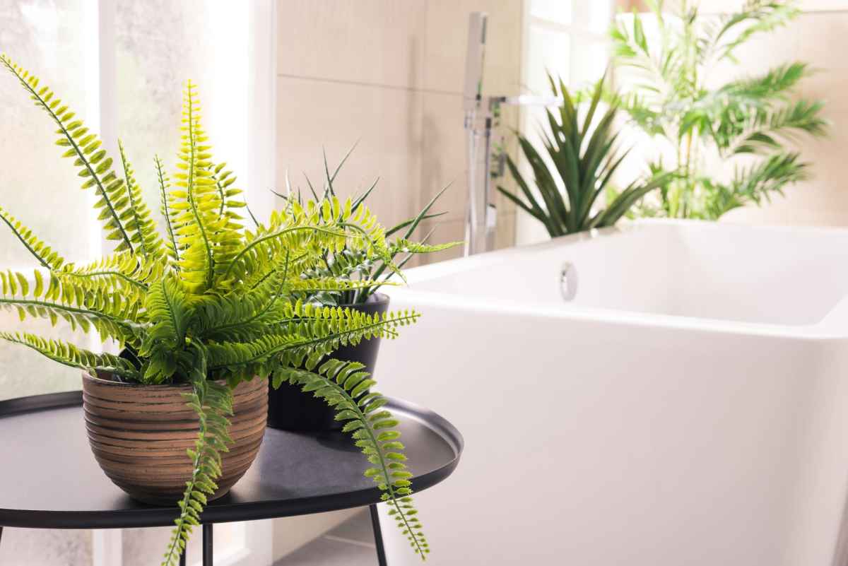 Plantas para banheiro: inspirações para deixar o ambiente mais charmoso -  Lugar Certo