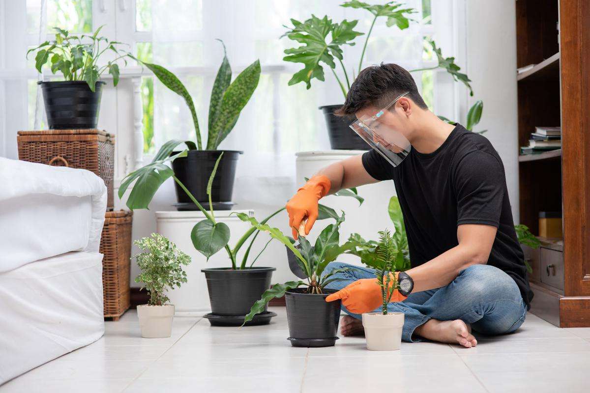 13 plantas para cultivar dentro de casa - Casa e Jardim